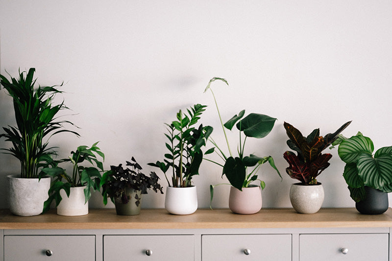 Having Indoor plants can change your life!