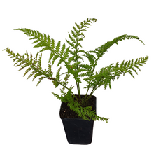 Load image into Gallery viewer, Fern Pikopiko Hen and Chicken