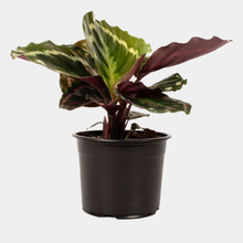 Load image into Gallery viewer, Calathea Medallion – Stunning Two-Tone Foliage | Live Indoor Plant | Easy Houseplant Care | Free Shipping