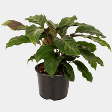 Load image into Gallery viewer, Calathea Louisae – Tropical Prayer Plant Indoor Houseplant NZ (Shipping Included)