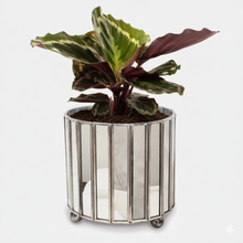 Load image into Gallery viewer, Calathea Medallion – Stunning Two-Tone Foliage | Live Indoor Plant | Easy Houseplant Care | Free Shipping