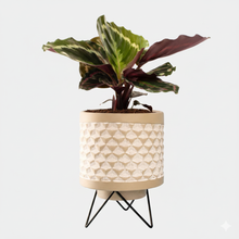 Load image into Gallery viewer, Calathea Medallion – Stunning Two-Tone Foliage | Live Indoor Plant | Easy Houseplant Care | Free Shipping