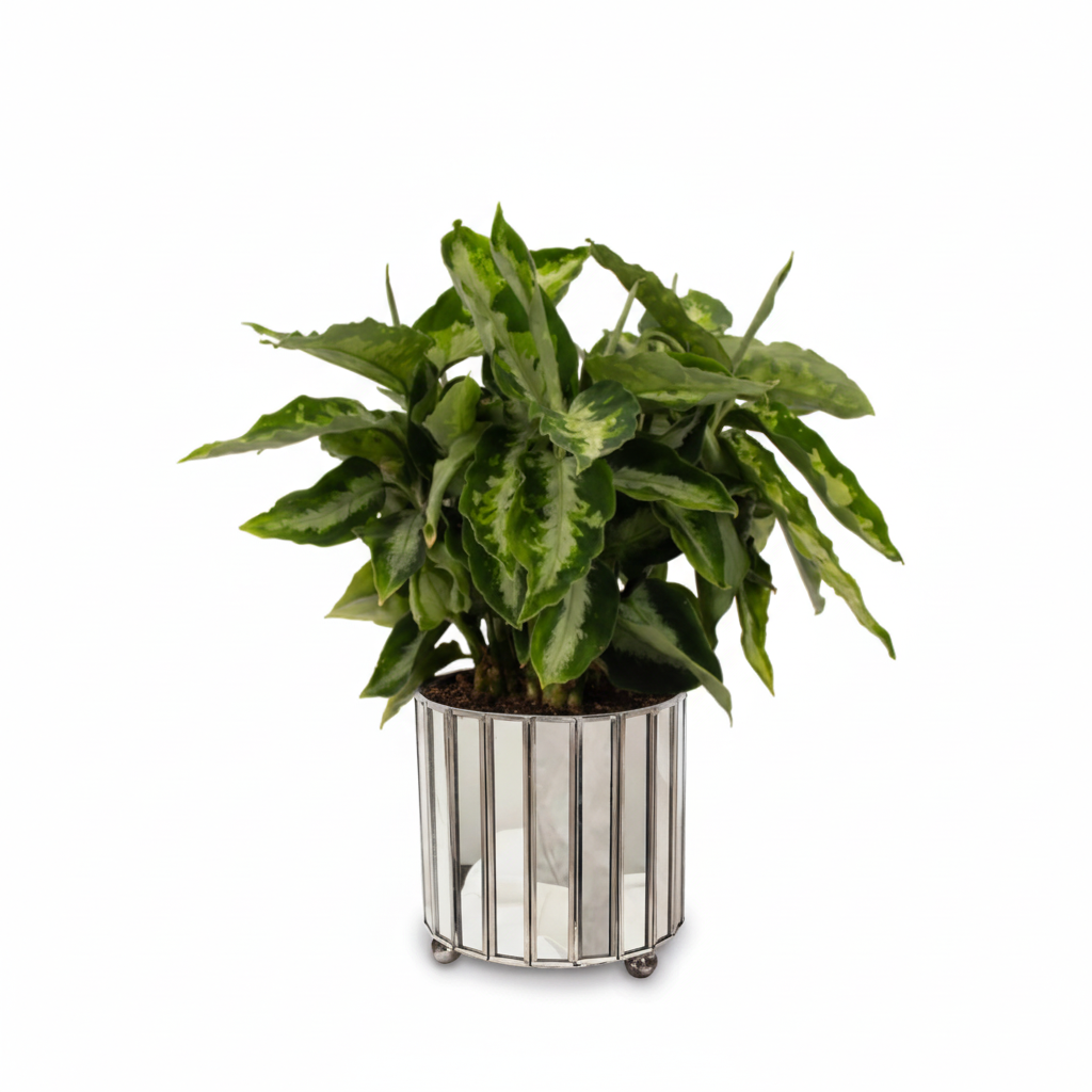 aglaonema pictum tricolor nz Aglaonema Pictum Tricolor – Indoor Plant