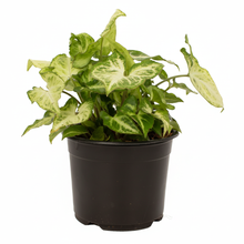Load image into Gallery viewer, Syngonium Robusta Plant – Arrowhead Vine Indoor Plant NZ (Includes Shipping)