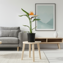 Load image into Gallery viewer, Strelitzia Nicolai – Bird of Paradise Indoor Plant NZ (Shipping Included)