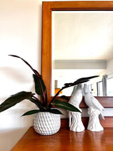 Load image into Gallery viewer, 15cm Dimple Gloss Ceramic Pot – White Indoor Plant Cover Pot NZ (Shipping Included)