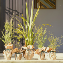 Load image into Gallery viewer, Native Tree Gift Box or Subscription – Sustainable Gift NZ