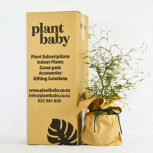 Load image into Gallery viewer, Native Tree Gift Box or Subscription – Sustainable Gift NZ