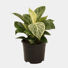 Load image into Gallery viewer, Philodendron Birkin | Tropical Houseplant | Free Shipping