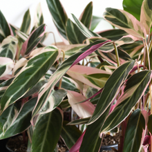 Load image into Gallery viewer, Triostar Stromanthe (Shipping Included)