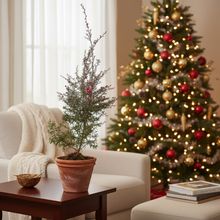 Load image into Gallery viewer, Manuka Nonum Huia – Dwarf NZ Native Shrub with Pink Flowers