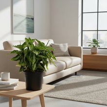 Load image into Gallery viewer, Aglaonema Pictum Tricolor – Indoor Plant | Free Shipping NZ