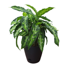 Load image into Gallery viewer, Aglaonema Pictum Tricolor – Indoor Plant | Free Shipping NZ