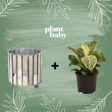 Load image into Gallery viewer, Philodendron Birkin | Tropical Houseplant | Free Shipping