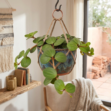 Load image into Gallery viewer, Peperomia Hope – Trailing Indoor Plant | Includes Shipping