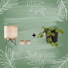 Load image into Gallery viewer, Peperomia Hope – Trailing Indoor Plant | Includes Shipping