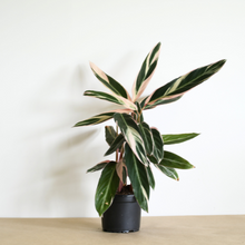 Load image into Gallery viewer, Triostar Stromanthe (Shipping Included)