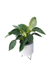 Load image into Gallery viewer, Philodendron Birkin | Tropical Houseplant | Free Shipping