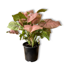 Load image into Gallery viewer, Syngonium Red Heart (Arrowhead Plant) - Shipping Included