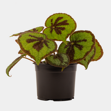 Load image into Gallery viewer, Begonia Mountain | Rare Textured Foliage Indoor Plant