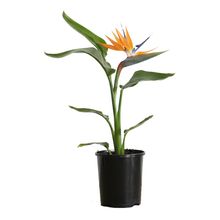 Load image into Gallery viewer, Strelitzia Nicolai – Bird of Paradise Indoor Plant NZ (Shipping Included)