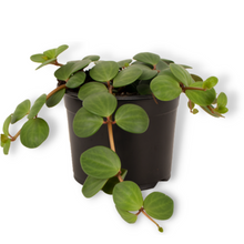 Load image into Gallery viewer, Peperomia Hope – Trailing Indoor Plant | Includes Shipping
