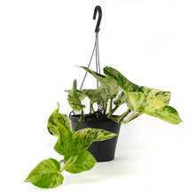 Load image into Gallery viewer, Marble Queen Pothos NZ – Elegant Trailing Indoor Houseplant