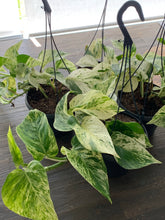 Load image into Gallery viewer, Marble Queen Pothos NZ – Elegant Trailing Indoor Houseplant