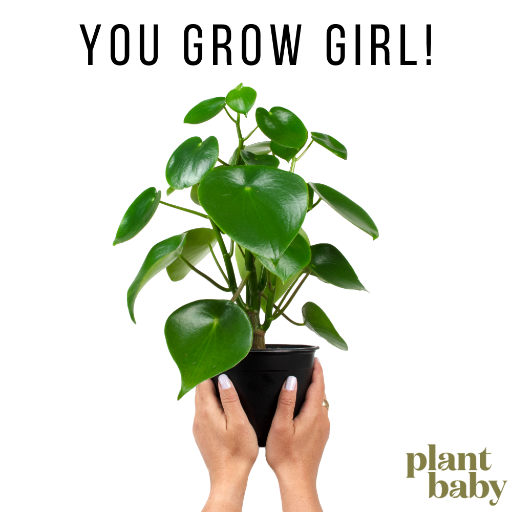 You Grow Girl!
