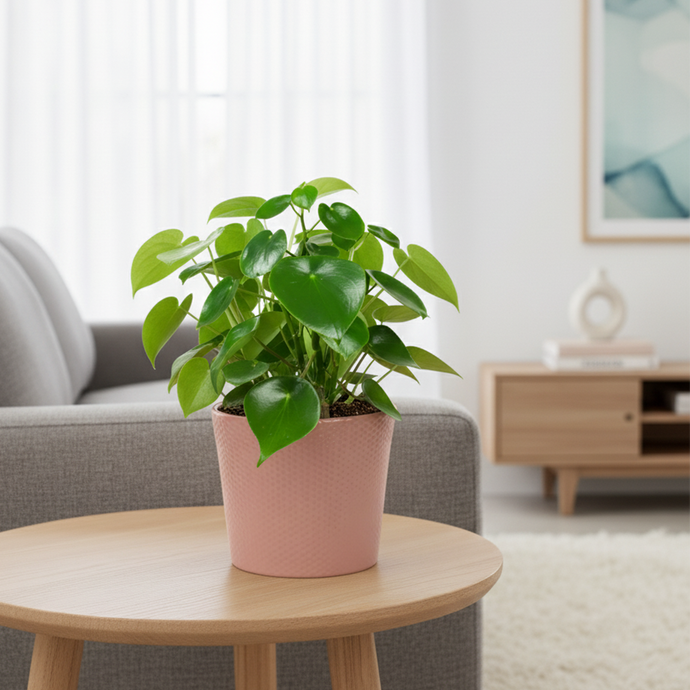 How to Mix and Match Pots to Elevate Your Plant Styling | Plant Baby NZ