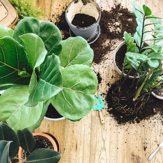 When and how to repot your indoor Plant Babies