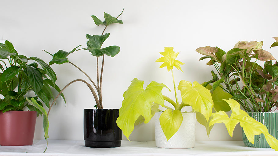 Why do you need an indoor plant subscription?