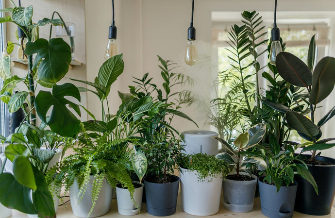 The Ultimate Plant Gift Guide for Every Occasion