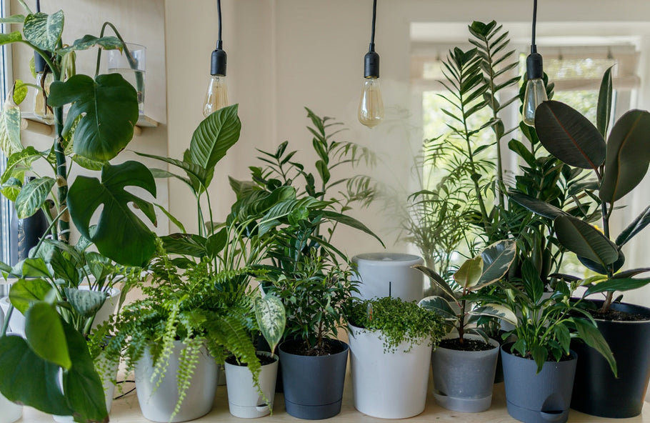 The Ultimate Plant Gift Guide for Every Occasion
