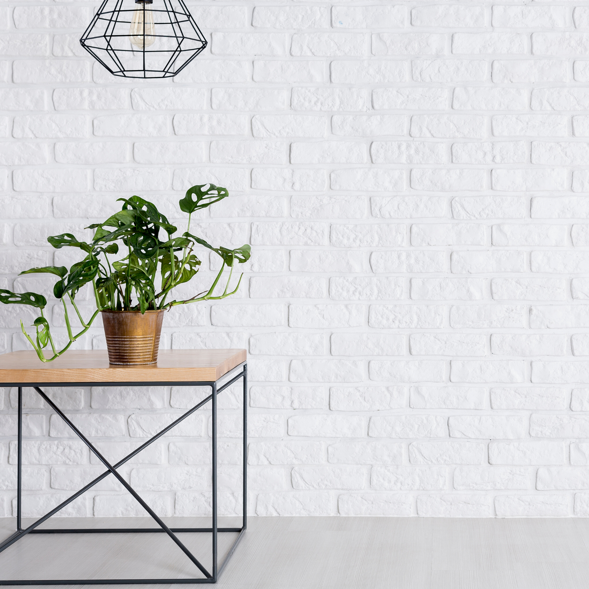 A variety of Indoor Plants Free Shipping across NZ