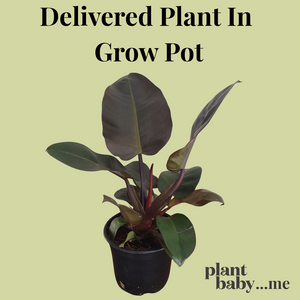Delivered Plant In Grow Pot