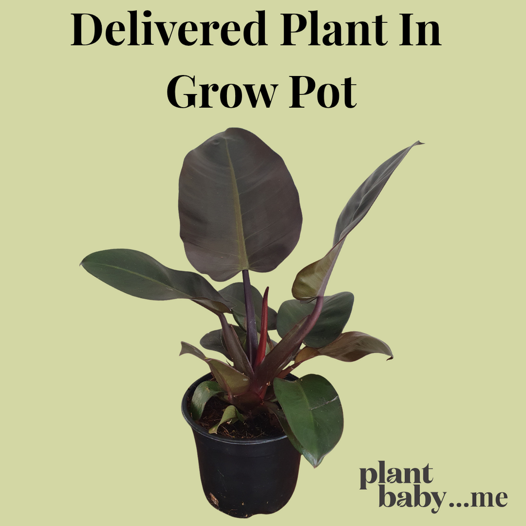 Delivered Plant In Grow Pot