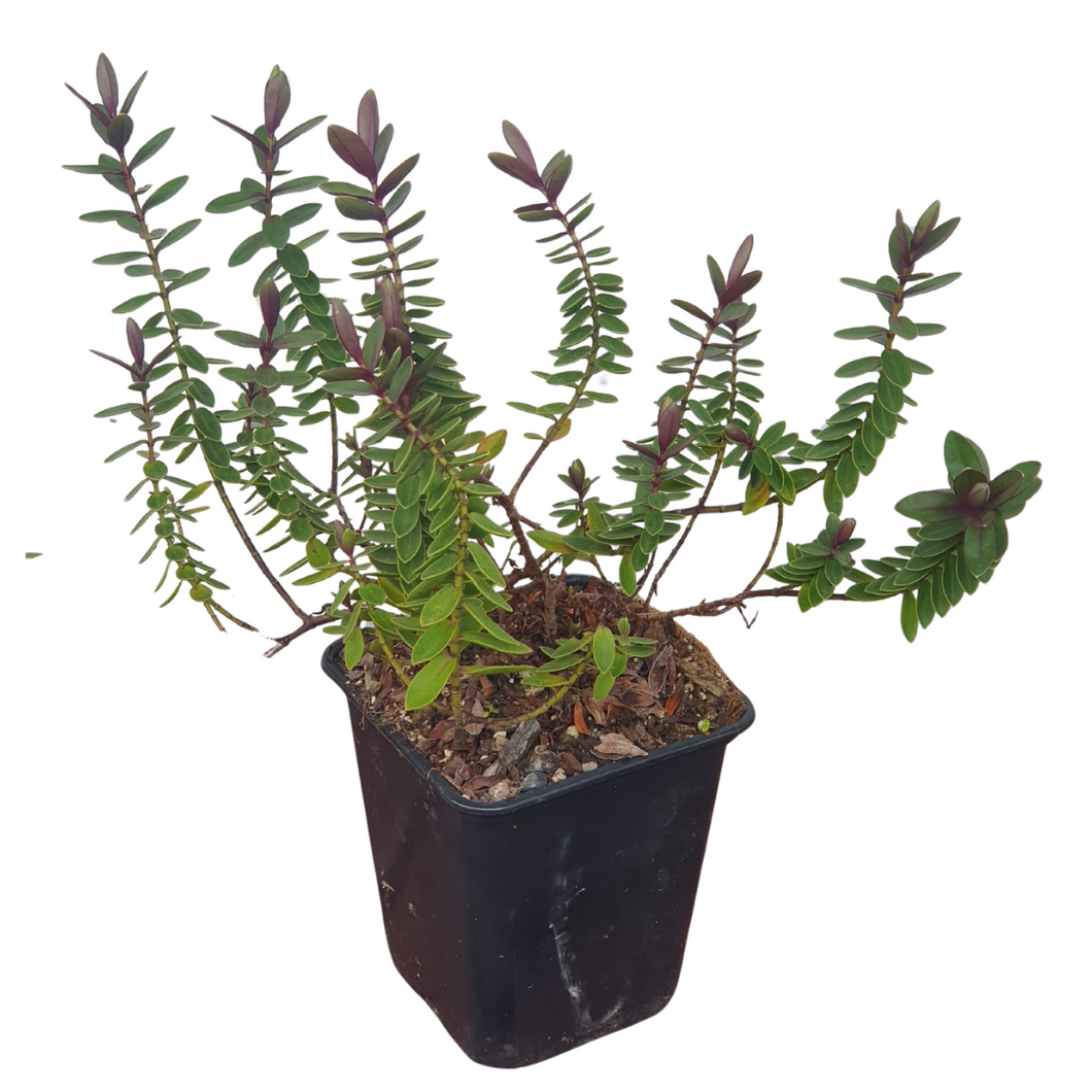 Hebe ‘First Light’ – NZ Native Shrub for Gardens & Pots
