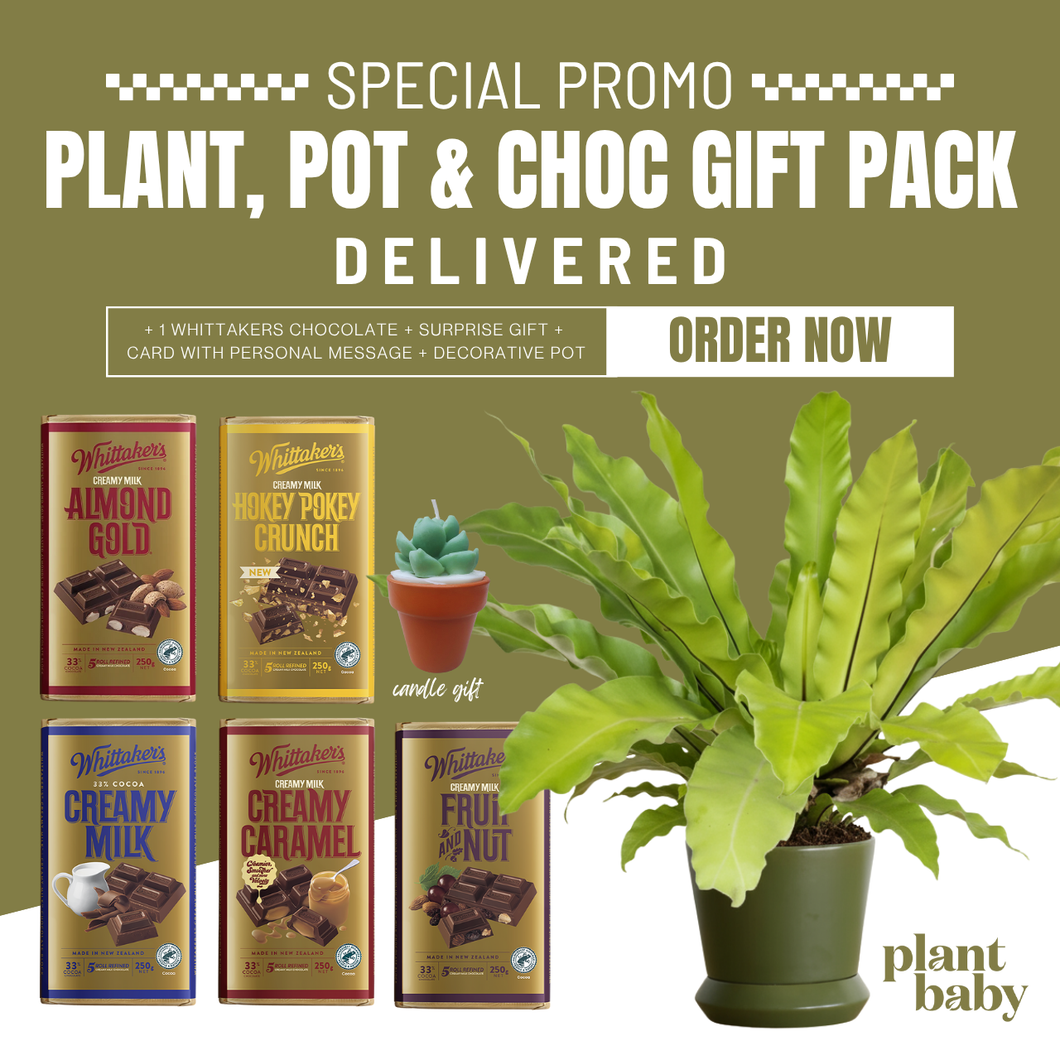 🌿 Plant, Pot & Choc Gift Pack | Perfect Gift Idea NZ