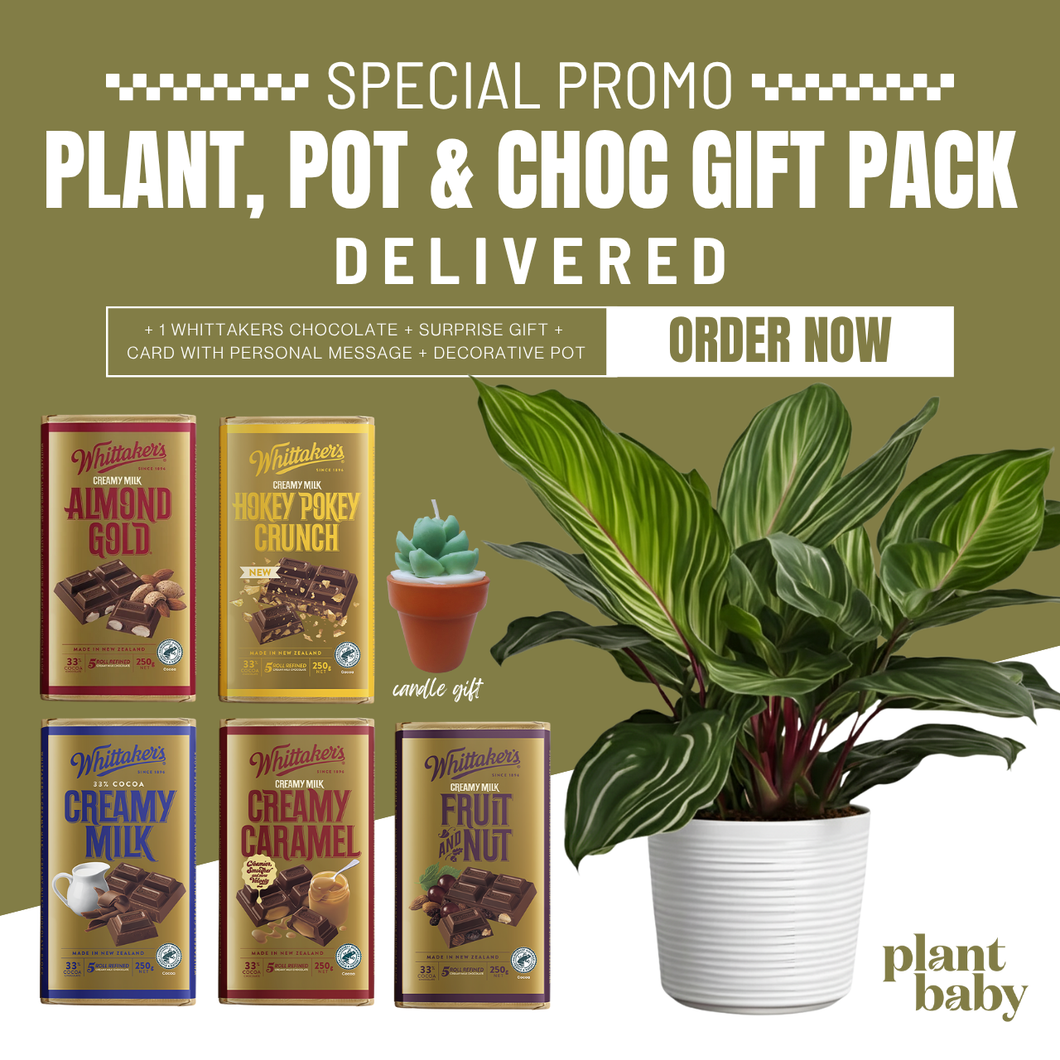 Plant, Pot & Choc Gift Pack | Pre-Purchased NZ