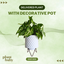 Load image into Gallery viewer, Delivered Indoor Plant with Decorative Pot – Plant Subscription NZ

