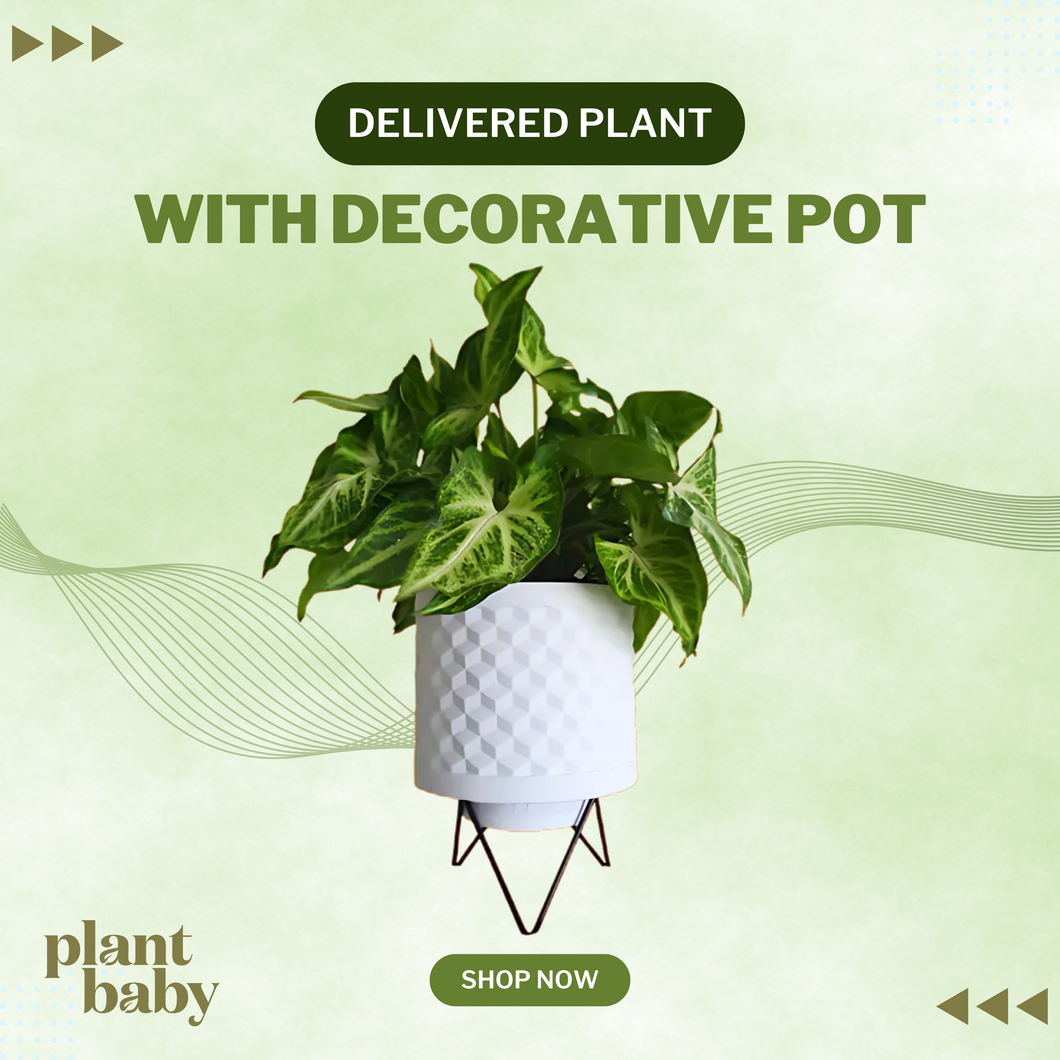 Delivered Indoor Plant with Decorative Pot – Plant Subscription NZ