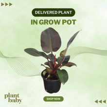 Load image into Gallery viewer, Delivered Indoor Plant in Grow Pot – Monthly Plant Subscription NZ
