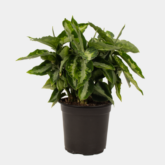 aglaonema nz Aglaonema Pictum Tricolor – Indoor Plant