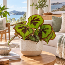 Load image into Gallery viewer, Begonia Mountain | Rare Textured Foliage Indoor Plant
