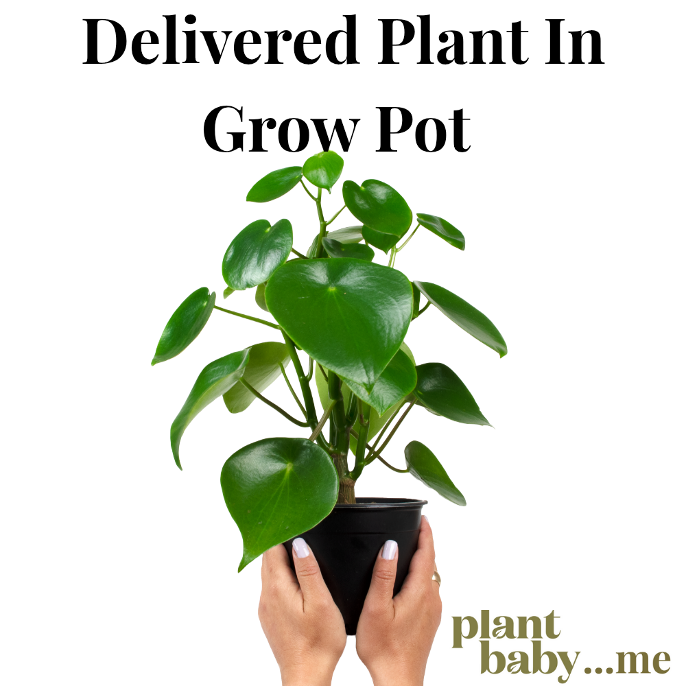 indoor plant delivery nz Pre-Purchased Plant Subscription in Grow Pot