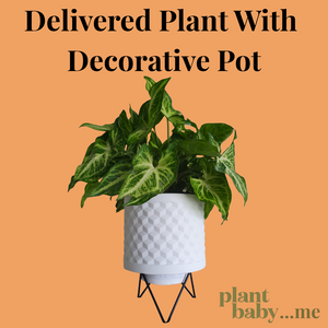 Delivered Plant With Decorative Pot!
