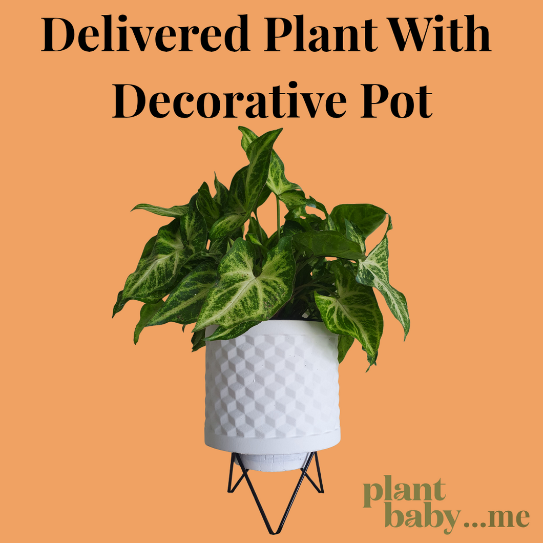 Delivered Plant With Decorative Pot!
