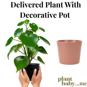 Pre-Purchased Subscription of Delivered Plant With Decorative Pot