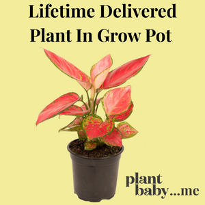 Lifetime Delivered Plant In Grow Pot